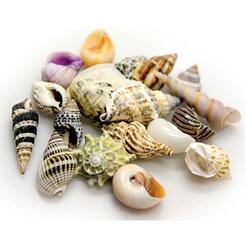 Hobby Sea Shells Set M 2-3cm Aquariendekoration 20Stk.
