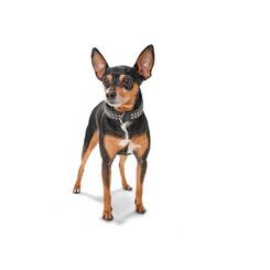 Hunter Halsband San Diego braun Verstellmöglichkeit 24,0-28,5 cm Breite 2,6 cm für Hunde
