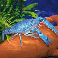 Blauer Florida Hummer Procambarus alleni blau 1 Stück