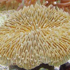 Meerwasserversand: Fungia
