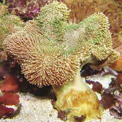 Meerwasserversand: Lederkoralle Pilz klein 6-8cm