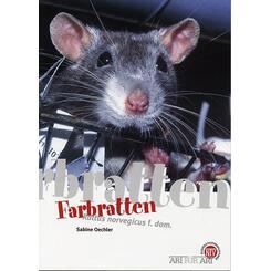 NTV: Farbratten (Rattus norvegicus f. dom.)