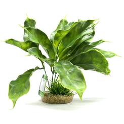 Sydeco Anubias Plant  29 cm