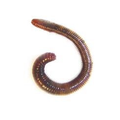 Dendro-Rotwürmer klein ca. 25-30 Stück
