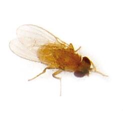 Futtertiere: Drosophila Zuchtansatz - Braune Fliege, klein
