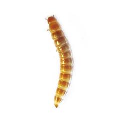 Futtertiere: Schimmelkäferlarven ca. 5 mm 30 g