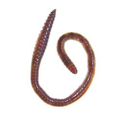 Tauwürmer-Bid Size ca 10 Stk