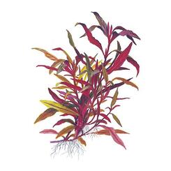 Aquarium-Wasserpflanze Tropica Alternanthera reineckii pink  XL