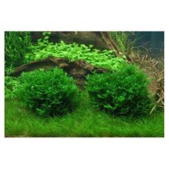 In-Vitro-Aquariumpflanze Tropica 1 2 Grow Monosolenium tenerum Bild 3