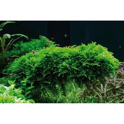 In-Vitro-Aquariumpflanze Tropica 1 2 Grow! Vesicularia dubyana Christman