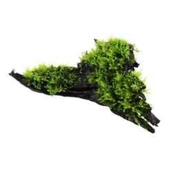 Aufsitzerpflanze: Tropica Vesicularia dubyana Christmas Wasserpflanze auf Wurzel