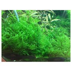 Aquarium Vordergrundpflanze Tropica 1 2 Grow Taxiphyllum Taiwan moss