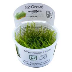 Tropica 1 2 Grow Wasserpflanze Leptodictyum riparium