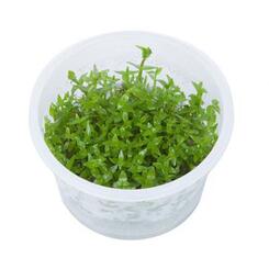 In-Vitro-Aquariumpflanze Tropica 1 2 Grow Gratiola viscidula