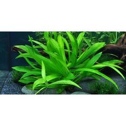 In-Vitro-Aquariumpflanze Tropica 1 2 Grow! Helanthium bolivianum Quadricostatus