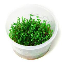 In-Vitro-Aquariumpflanze Tropica: 1 2 Grow! Marsilea crenata
