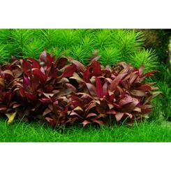 In-Vitro-Aquariumpflanze Tropica Alternanthera reineckii Mini