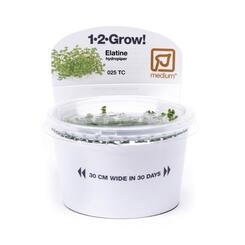In-Vitro-Aquariumpflanze Tropica 1 2 Grow Micranthemum Monte Carlo