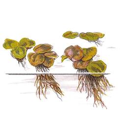 In-Vitro-Aquariumpflanze Tropica 1 2 Grow Phyllanthus fluitans Bild 2