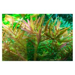 In-Vitro-Aquariumpflanze Tropica 1 2 Grow Vietnam H'ra' Bild 4