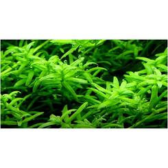 In-Vitro-Aquariumpflanze Tropica 1 2 Grow Rotala rotundifolia green