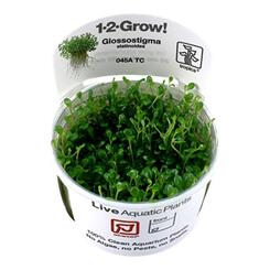 In-Vitro-Aquariumpflanze Tropica 1 2 Grow Glossotigma elatinoides