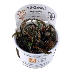In-Vitro-Aquariumpflanze Tropica 1 2 Grow Hygrophila pinnatifida