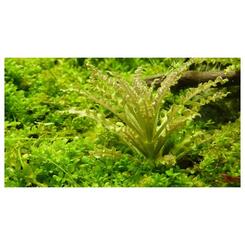 In-Vitro-Aquariumpflanze Tropica 1 2 Grow Pogostemon helferi Bild 4