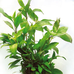 Tropica Hygrophila siamensis Mutterpflanze  XL
