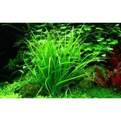 In-Vitro-Aquariumpflanze Tropica 1 2 Grow Helanthium tenellum Green
