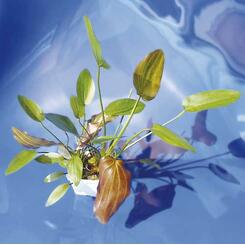 Aquarium-Wasserpflanze Tropica Echinodorus barthii XL