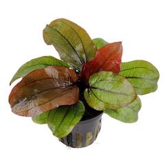 Aquarium-Wasserpflanze Tropica Live Aquatic Plant Pot Echinodorus Reni