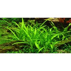 In-Vitro-Aquariumpflanze Tropica 1-2 Grow Sagittaria subulata