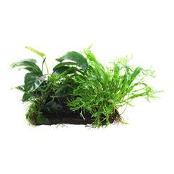 Tropica Microsorum Anubias Duett Wasserpflanze auf Wurzel  XL