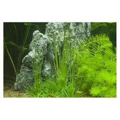 Aquarium Vordergrundpflanze Tropica 1 2 Grow Eriocaulon cinereum Bild 4