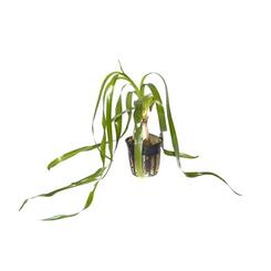 Aquarium-Wasserpflanze Tropica Crinum thaianum XL