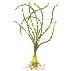 Aquarium-Hintergrundpflanze Tropica Crinum calamistratum  XL