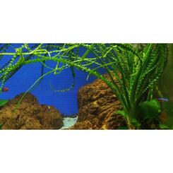 Aquarium-Hintergrundpflanze Tropica Crinum calamistratum  XL