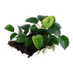 Aufsitzerpflanze: Tropica Anubias barteri sp. Aquarienpflanze auf Wurzel  XL