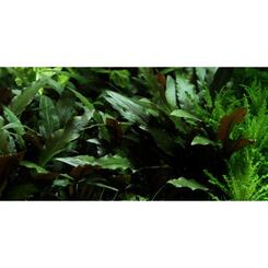 Aquarium-Wasserpflanze Tropica Cryptocoryne beckettii Petchii auf Lavastein Bild 2