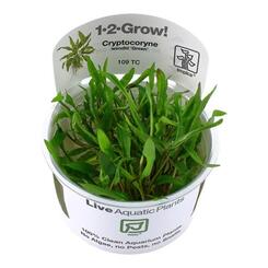 In-Vitro-Aquariumpflanze Tropica 1 2 Grow Cryptocoryne wendtii Green Wasserpflanze