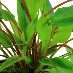 Tropica 1 2 Grow Cryptocoryne wendtii Green Wasserpflanze Bild 2