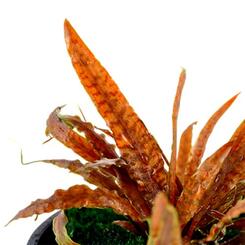 Aquarium Vordergrundpflanze Tropica Cryptocoryne albida Brown