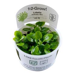 In-Vitro-Aquariumpflanze Tropica 1·2·Grow! Lobelia cardinalis Mini