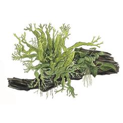 Aufsitzerpflanze: Tropica Microsorum sp. auf Wurzel mit Sauger  XL 