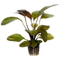Aquarium-Hintergrundpflanze Tropica Echinodorus ozelot