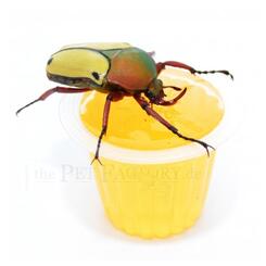 The Pet Factory Beetle Jelly Orange 15 Stück