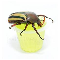 The Pet Factory Beetle Jelly Apfel 15 Stück