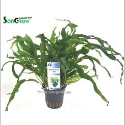 Aquarium Vordergrundpflanze Songrow Microsorum Mini ( Mini Javafarm )