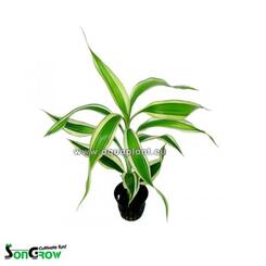 Aquarium-Hintergrundpflanze Songrow Dracaena sanderiana Sumpfpflanze